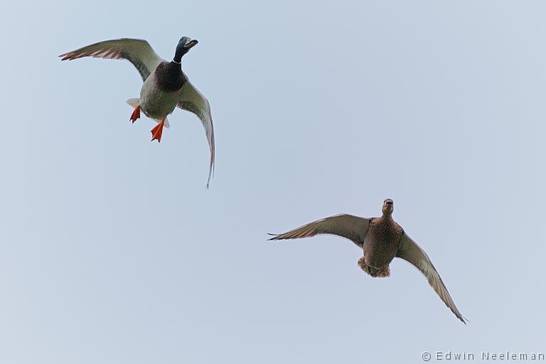 ENE-20090517-0041.jpg - Wilde eenden ( Anas platyrhynchos ) | Assendelft, Nederland[en] Mallards ( Anas platyrhynchos ) | Assendelft, The Netherlands